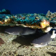 Whitetip Reef Sharks in Batu Kelebit, Tulamben, Bali thumbnail