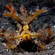 Hidden Lionfish in Batu Belah, Tulamben, Bali thumbnail