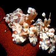 Hymenocera Picta, Arlequin Shrimp in Batu Belah, Bali thumbnail