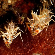 Tiny critters in Tulamben, Bali thumbnail