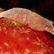 Macro Shrimp species in Tulamben, Bali thumbnail