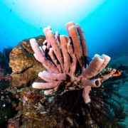 Pink Acropora in Batu Belah, Tulamben ocean floors thumbnail