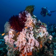 Incredible Coral diversity in Tulamben, Bali thumbnail