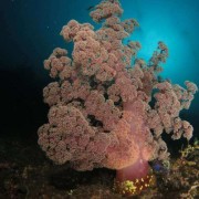 Alcyonacea in Deep Blue, Amed thumbnail