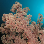 Alcyonacea-on-the-Liberty-Wreck-in-Tulamben thumbnail