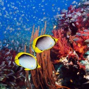 Amed biodiversity in Bunutan, Bali thumbnail