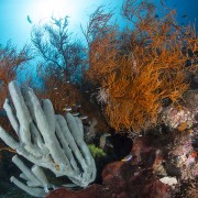 Amed-dive-sites thumbnail