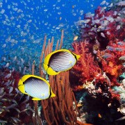 Amed-reef thumbnail
