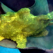 Angler fish, Frogfish in Crystal Bay, Nusa Lembongan thumbnail