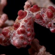 Barbiganti-pigmy-seahorse thumbnail