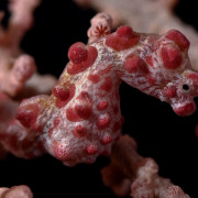 Barbiganti Pigmy Seahorse thumbnail