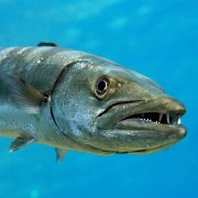 Barracuda thumbnail