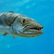Barracuda close up in Gili Selang Bay, Amed, Bali thumbnail