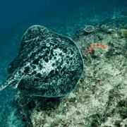 Beautiful short-tail Stingray in Blue Corner, Nusa Lembongan thumbnail