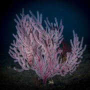 Beautiful Soft Coral in Amed, Bali thumbnail