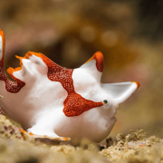 Bicolore Frogfish in Menjangan Marine Park, Bali thumbnail