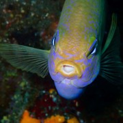 Big Bleekers Damselfish in Bunutan, Amed thumbnail