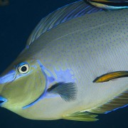 Bignose Unicornfish in Bunutan, Amed, Bali thumbnail