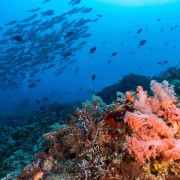 Biodiversity in Bali Manta Point, Nusa Lembongan thumbnail
