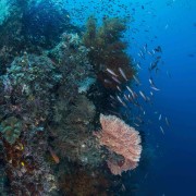 Biodiversity in Eels Garden, Menjangan thumbnail