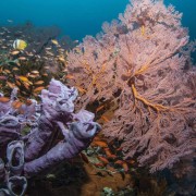 Biodiversity in Lipah Bay, Amed, Bali thumbnail