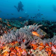 Biodiversity in Mangrove, Nusa Lembongan thumbnail