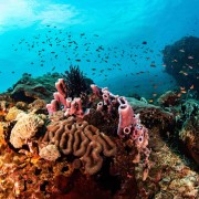 Biodiversity in Nusa Lembongan thumbnail