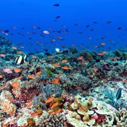 Biodiversity in Toyapakeh, Nusa Lembongan thumbnail