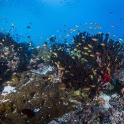Biodiversity of Cave Point in Menjangan Marine Park thumbnail
