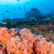 Biodiversity of Pura PED dive site in Nusa Lembongan thumbnail