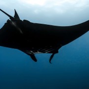 Black Manta Ray in Nusa Lembongan, Penida thumbnail