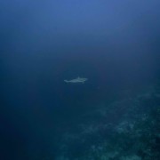 Blacktip Shark in Cave Point, Menjangan Marine Park thumbnail