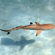Blacktip Shark in Eels Garden, Menjangan Marine Park thumbnail