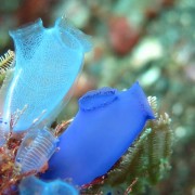 Blue-Sea-Squirts thumbnail