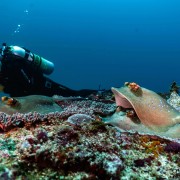 Blue Spotted Stingray in Bali Manta Point, Nusa Lembongan thumbnail