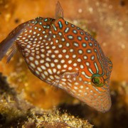 Blue-spotted-Tobi thumbnail