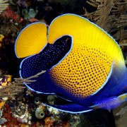 Blueface Angelfish in Pyramids, Amed, Bali thumbnail