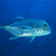 Bluefin Trevally in SD, Nusa Penida thumbnail