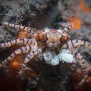 Boxing-crab thumbnail