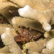 Broken-back-Shrimp thumbnail