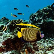 Buyuk-reef thumbnail