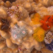 Christmas-tree-worms thumbnail