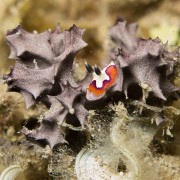 Chromodoris-fidelis thumbnail