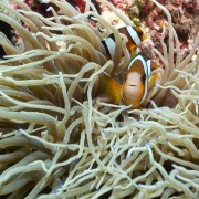 Clarkii-clownfish thumbnail