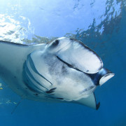 Clos up Mant Ray in Nusa Lembongan, Bali thumbnail