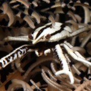 Close-up-on-Crinoid-squat-lobster thumbnail