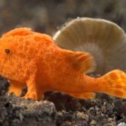 Close-up-on-tiny-juvenile-frogfish thumbnail