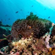 Clown fish in Anemone in Pontoon, Nusa Lembongan thumbnail