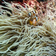 Clown Fishes in Anemone in Cave Point thumbnail