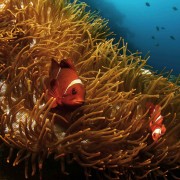 Clown fishes in anemone in Jemeluk Bay, Amed, Bali thumbnail